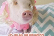 肥猪猪的日常娱乐吃瓜