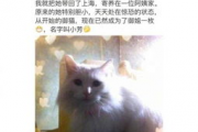 娱乐吃瓜君网红虐猫,娱乐吃瓜君引发社会热议